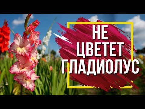 Видео: Почему НЕ цветёт Гладиолус 🌺 Проблемы при выращивание Луковичных ✔️