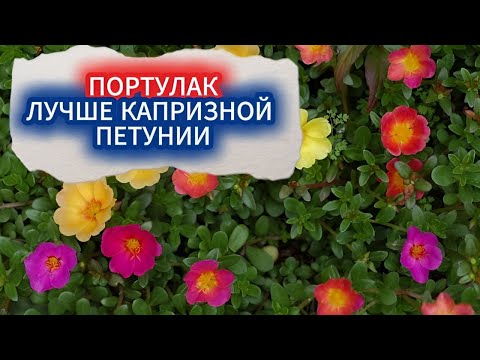 Видео: ПОРТУЛАК - ИДЕАЛЬНАЯ ЗАМЕНА КАПРИЗНОЙ ПЕТУНИИ/ПОСАДКА ЦВЕТКА ПОРТУЛАК В ВАЗОН С ПРОВЕРЕННЫМ  ГРУНТОМ