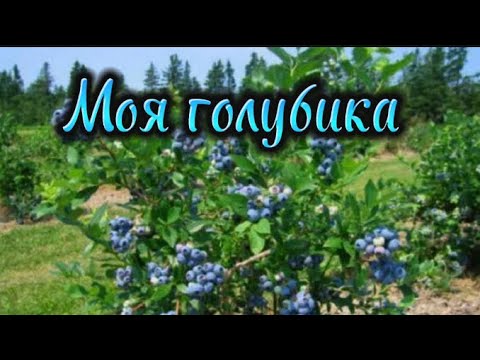 Видео: 1572❤️Часть 1/ Встреча с Сергеем( питомник Моя голубика)/ Выбор саженцев/ Тонкости выращивания