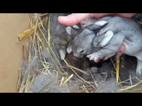 Видео: Взвешиваю 10 дневных кроликов породы Ризен. Отвечаю на важные вопросы от подписчиков!