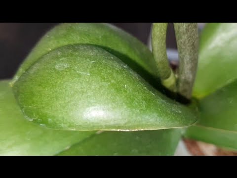 Видео: Орхидея "Панда" с ЦВЕТОНОСАМИ ИЗ ТОЧКИ РОСТА и СИМПАТИЧНАЯ ДЕТКА🥳 у Орхидеи "Лиодоро"