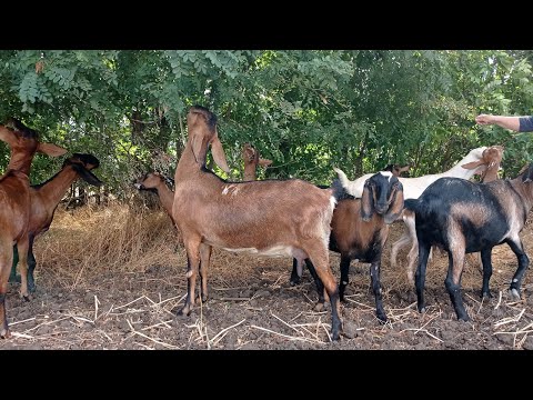 Видео: Прогулка с козами.✨ Варю сыр ночью.✨ 04.08.2024 г. Управляюсь по хозяйству.