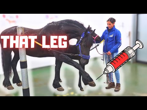 Видео: Инъекция для Рейнтье. Бабушка-королева👑Уник. Поможет ли четырёхлистный клевер? #2 | Фризские лошади