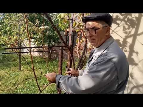 Видео: Обрезка двухлетнего куста винограда средней силы роста
