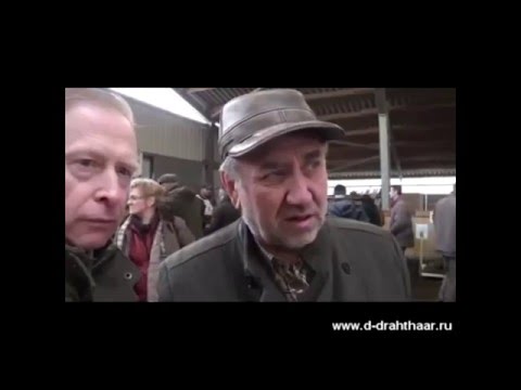 Видео: Племенные кобели породы дойч дратхаар Бавария 2015