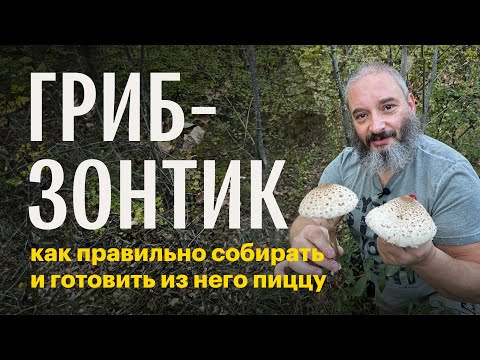 Видео: Как правильно собирать грибы-зонтики? Лепиота, звездовик, синеножка. Михаил Вишневский