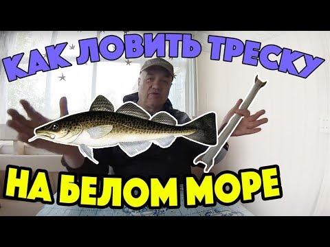 Видео: Азы Рыбалки на Белом Море. Треска, Навага, Зубатка, Камбала