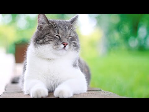 Видео: Исцеляющая колыбельная для кошек — глубокая расслабляющая музыка для кошек, музыка для сна, колыб...