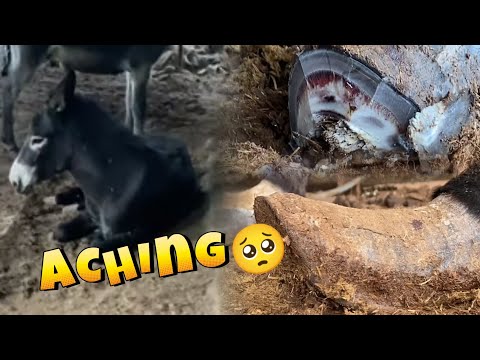 Видео: Хромой осел лежит на земле и отказывается есть и пить!
