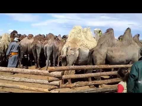 Видео: Заготовка верблюжьей шерсти в Монголии