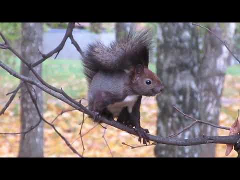 Видео: Белка в черных перчатках | Squirrel in black gloves | Scoiattolo in guanti neri | 戴着黑手套的松鼠