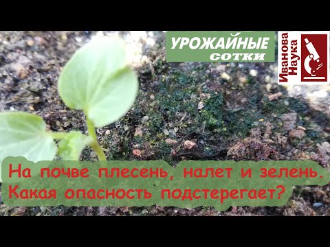 Видео: ПРОВЕРЬТЕ! На вашей РАССАДЕ точно есть такой налёт. Опасности и особенности плесени на почве.