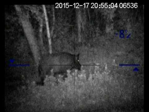 Видео: Стрелял в ухо. Калибр 223: Кабан под 200 кг.