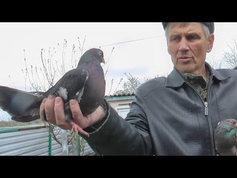 Видео: #голуби  1.ч.обзор голубей у Дяди Андрея ~  Кучерда ~ 9.04.2025. г. Сальск ~ Автор : Минин.С.В.🎥🕊🇷🇺