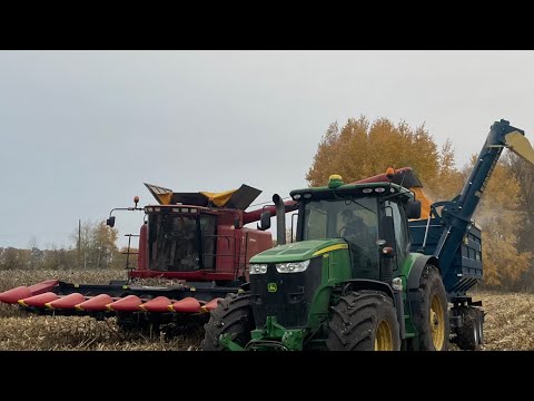 Видео: ❗️ТАКИХ ЖНИВ ЩЕ НЕ БУЛО❗️Жнива кукурудзи 2025 ✅Case 2388 John deere 7230R ✅Перегрузчик Egritech✅