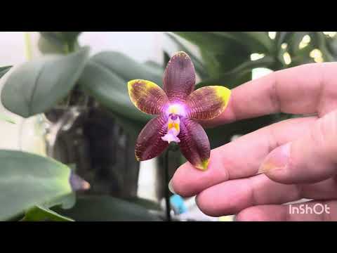Видео: #обзор цветения в конце августа ‘25г. #орхидеи 