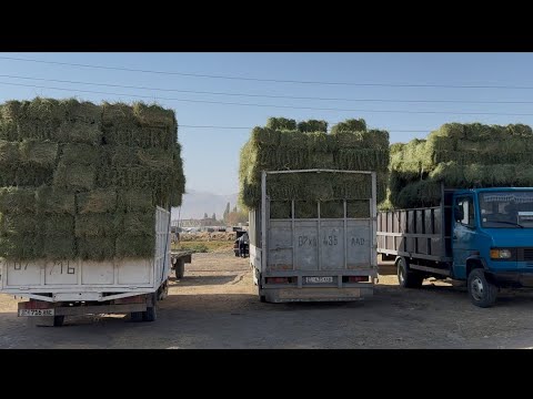 Видео: Талас чоптун баасы канча 28.09.25