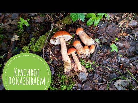 Видео: Тихая охота на грибы. Прогулка по лесу с корзинкой и комарами. Белые, подосиновики, подберёзовики!