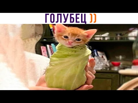 Видео: ГОЛУБЕЦ ))) Приколы с котами | Мемозг 1292