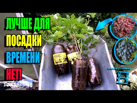 Видео: ЛУЧШЕЕ ВРЕМЯ ДЛЯ ПОСАДКИ САЖЕНЦЕВ ВИНОГРАДА. ПОСАДКА ВИНОГРАДА. СЕВЕРНЫЙ ВИНОГРАДНИК 22-44