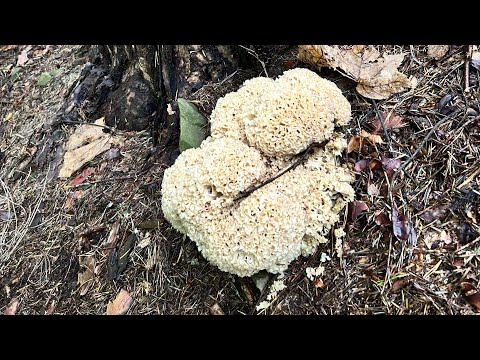 Видео: Заячья Капуста, Жареная на Масле (Siedzuń sosnowy piękny i smaczny)