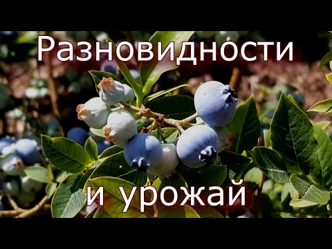 Видео: Черника часть 2. Лесная, садовая и гибридная.