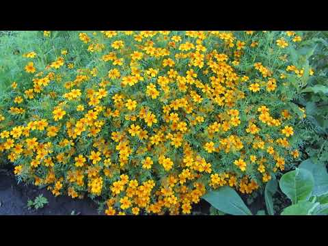Видео: Что посадить на даче в новом сезоне? Бархатцы! А какие?