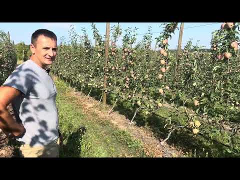Видео: Механізація збору яблук 2023 Вінницька область, ПАТ Дружба ВМ. Хімічне проріджування, Gala, Red