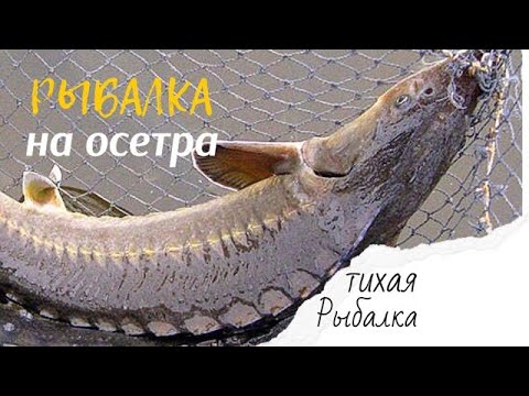 Видео: Осетры на селедку | поплавок крупным планом