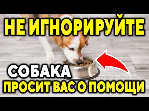 Видео: НИКОГДА НЕ ИГНОРИРУЙТЕ ЭТИ ЗНАКИ! 10 знаков, которые собаки демонстрируют, если им нужна ваша помощь