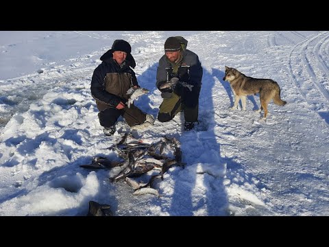 Видео: Экстремальная рыбалка хариуса и гольца на Канином носе НАО  Путь протяженностью в 1600 км