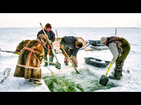 Видео: Рыбный промысел Карского моря | Полярные истории