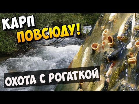 Видео: Прочесал микро речку в поисках Карпа | Рыбалка с рогаткой и стрелами #21