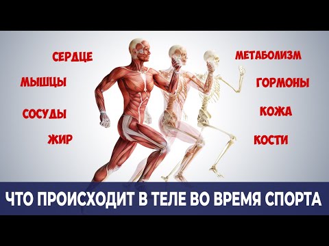 Видео: Что на Самом Деле Происходит в Организме во Время Физической Активности? (Зачем тренироваться)