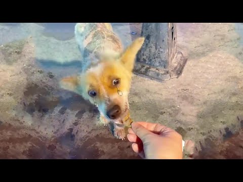 Видео: Его желудок пуст, глаза полны боли — один прием пищи открыл дверь к спасению трех бродячих собак!