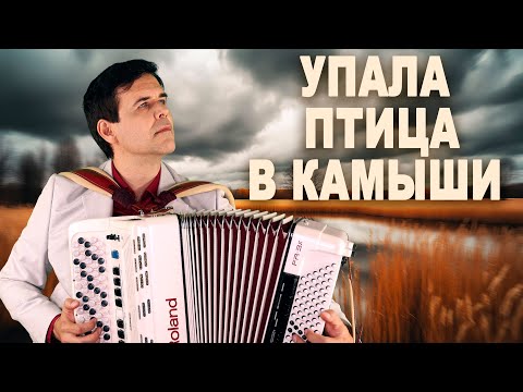 Видео: 💔Песня разрывает сердце - Упала птица в камыши