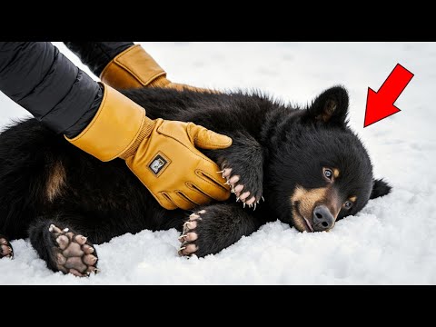 Видео: Мужчина спас замёрзшего медведя, но когда он проснулся, медведь поверг всех в ШОК!
