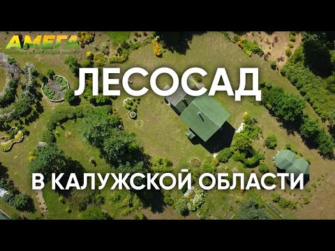 Видео: Пример лесосада в Калужской области