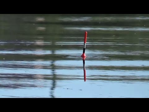 Видео: Рыбалка на Поплавок 29-30 апреля на Оке 2024! Обстановка, что Клюет, что Ловится?