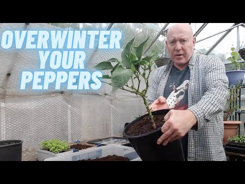 Видео: Как перезимовать перец дома [Садоводческий участок в Великобритании] [Выращивание овощей дома]