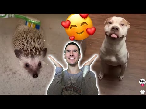 Видео: Най-Сладките Животни в TIK TOK