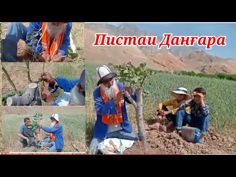 Видео: ПАЙВАНДИ ПИСТАИ ДАНҒАРА ВА САРБАНД