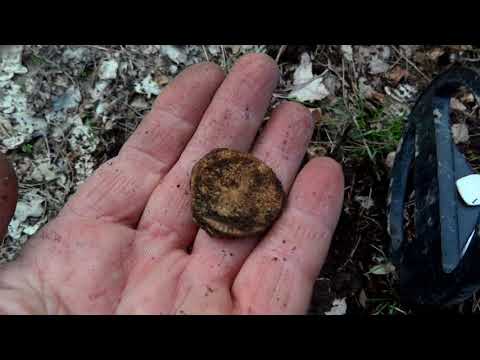 Видео: Копаю в лесу. Ищу золото. Мои металлоискатели.