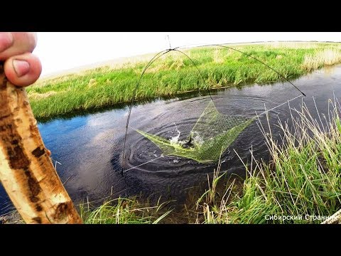 Видео: Рыбалка на паук.Подъёмник в микроречке. За Сибирскими дикими сазанами.