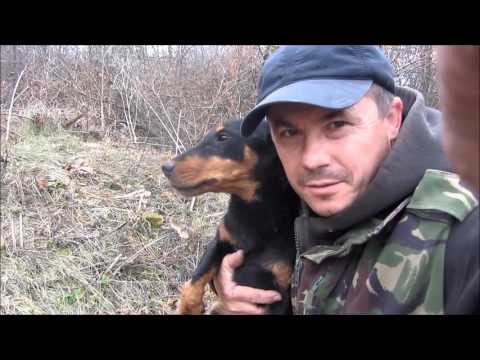 Видео: Охота на лису норная! С ягдтерьером. Hunting foxes, with Jagdterrier