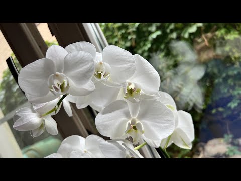 Видео: ПЕРЕСАДКА!!! 😱👀😾✌🏻 шести орхидей!