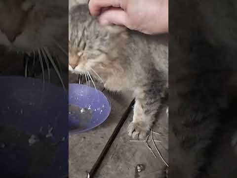 Видео: Какие у нас дела?🤔 Дела как дела 😘💕💕💕