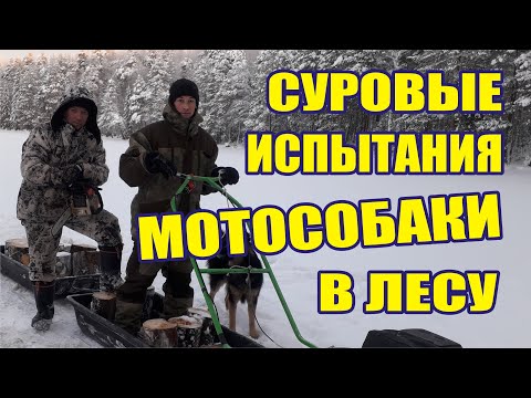 Видео: Мотособака - суровое испытание в лесу