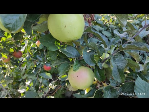 Видео: Яблука "Золотий ренет" Сорт з дитинства.