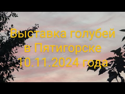 Видео: Выставка голубей в Пятигорске 10.11.2024